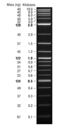 Quick-Load 1 kb Plus DNA Ladder--NEB酶试剂