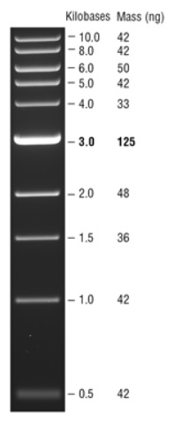 Quick-Load 1 kb DNA Ladder--NEB酶试剂
