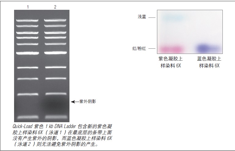 紫色凝胶上样染料 6X,无 SDS--NEB酶试剂