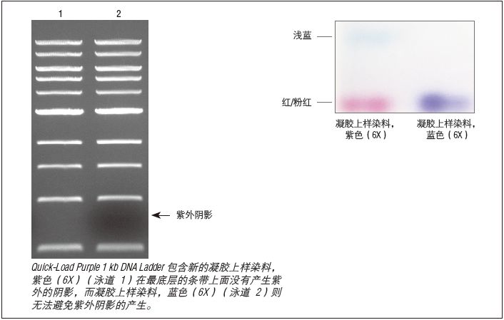 紫色凝胶上样染料 6X--NEB酶试剂