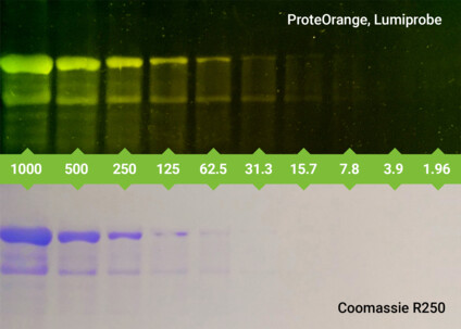 ProteOrange Protein Gel Stain, 5000×