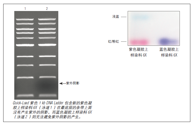 紫色凝胶上样染料 6X--NEB酶试剂