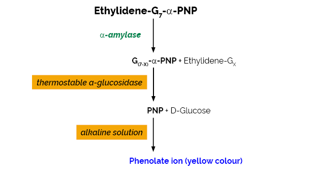 alpha-Amylase SD Assay Kit K-AMYLSD