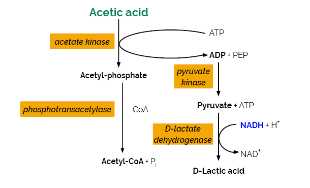 Acetic Acid Assay Kit Acetate Kinase Manual Format K-ACETRM