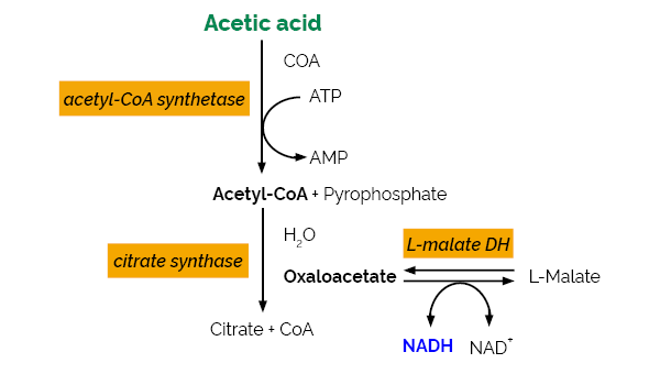 Acetic Acid Assay Kit ACS Analyser Format K-ACETAF ACETAF