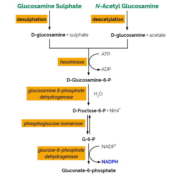 D-Glucosamine Assay Kit K-GAMINE GAMINE