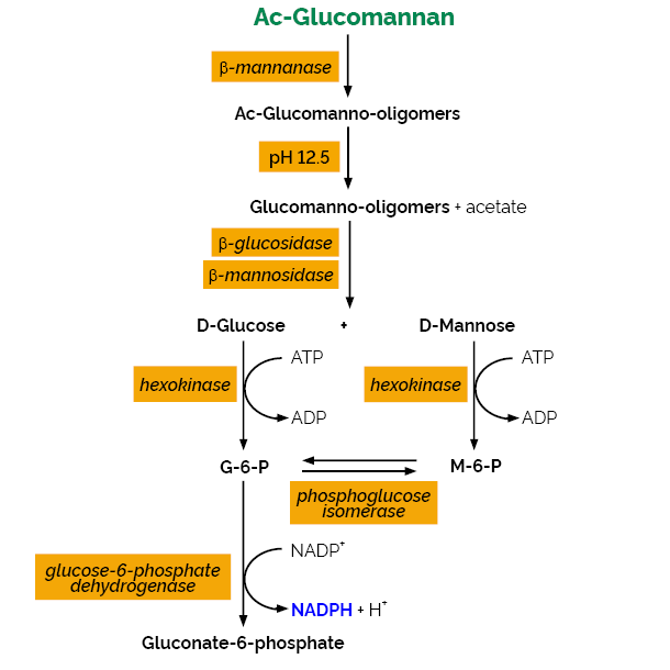 Glucomannan Assay Kit K-GLUM GLUM