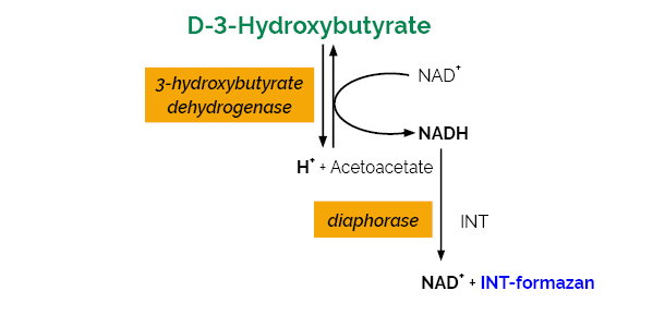 D-3-Hydroxybutyric Acid beta-Hydroxybutyrate Assay Kit K-HDBA HDBA