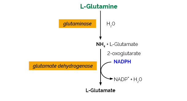 L-Glutamine Ammonia Assay Kit Rapid K-GLNAM