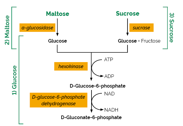 Maltose Sucrose D-Glucose Assay Kit K-MASUG MASUG