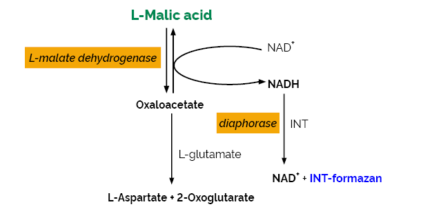 L-Malic Acid Assay Kit MegaQuant Format K-LMALMQ LMALMQ