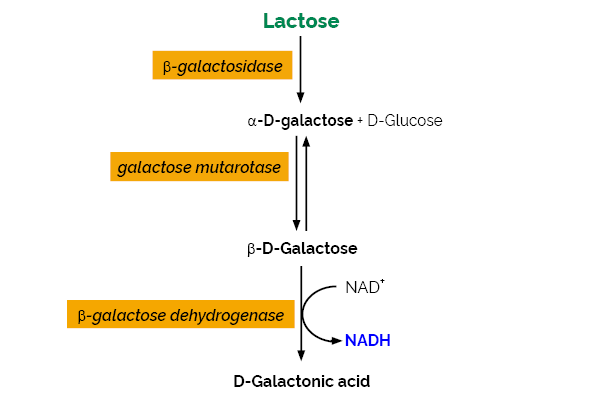 Lactose-Galactose Assay Kit Rapid K-LACGAR LACGAR