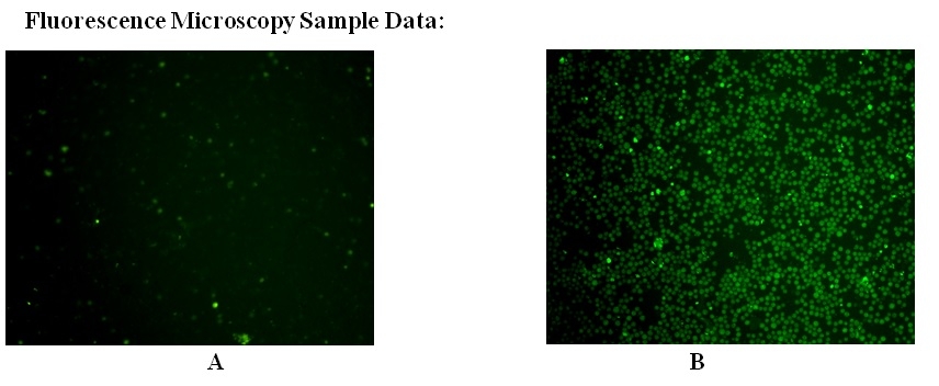 Cell Meter 活细胞Caspase 9结合检测试剂盒 绿色荧光     货号20117