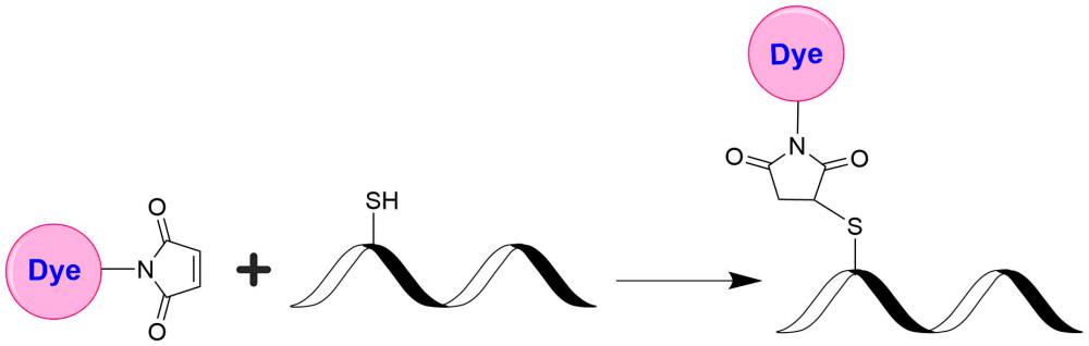 荧光淬灭剂Tide Quencher 7WS马来酰亚胺    货号2109