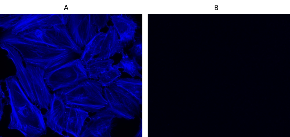 Cell Navigator F-肌动蛋白（F-Actin）标记试剂盒 蓝色荧光    货号22660