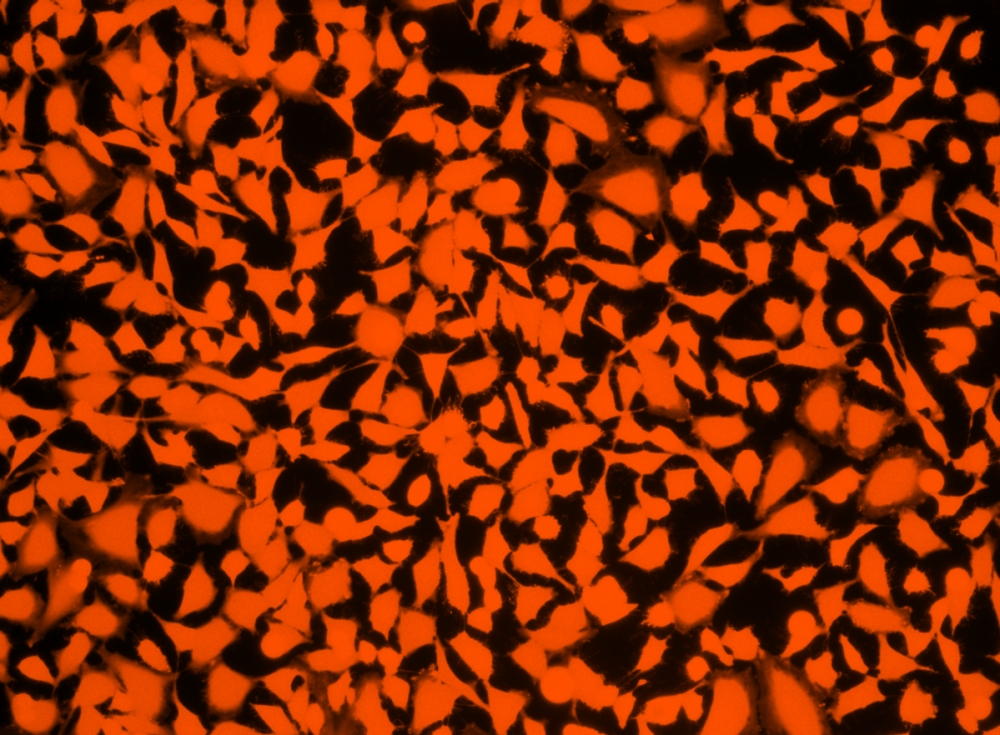 Cell Explorer 活细胞示踪试剂盒 橙色荧光     货号22622