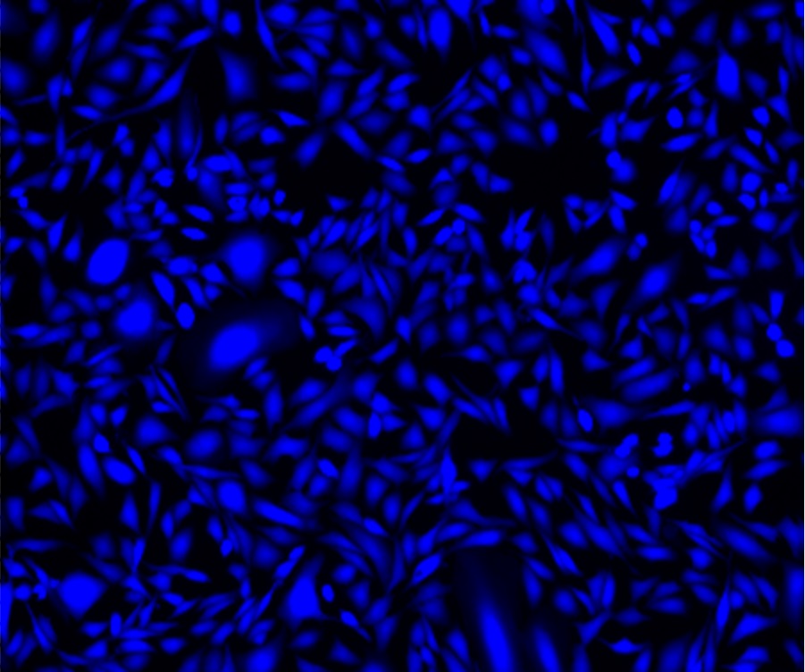 Cell Explorer 活细胞示踪试剂盒 蓝色荧光     货号22620