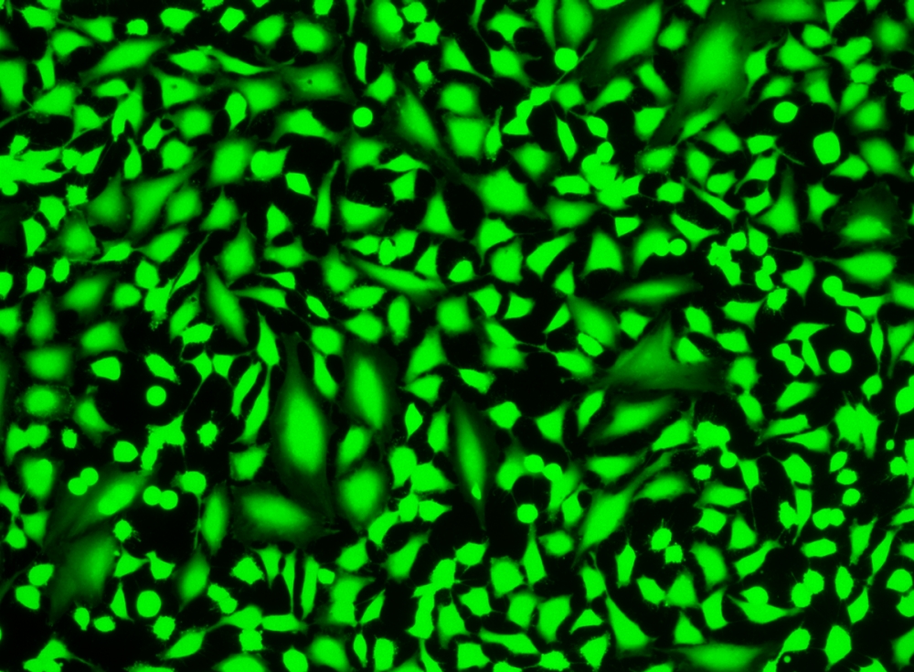 Cell Explorer 活细胞标记试剂盒 绿色荧光     货号22607
