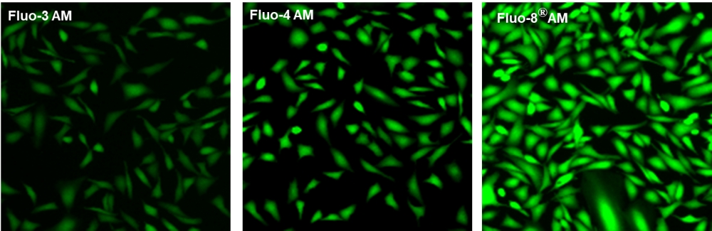 钙离子荧光探针Fluo-8L, AM     货号21096