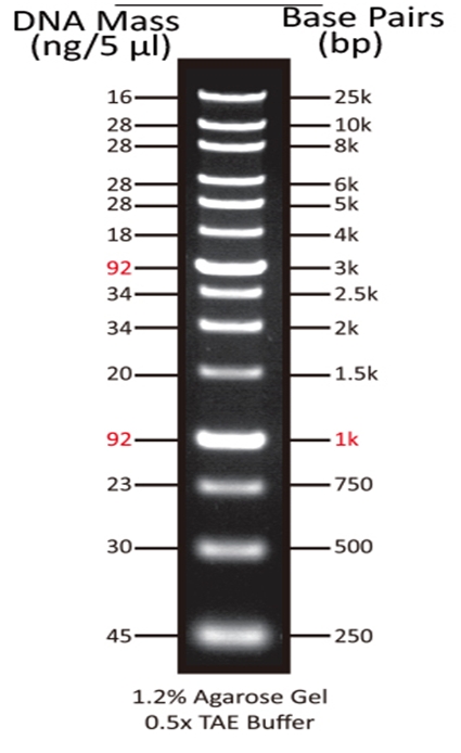 ReadiUse GeneRuler 1 kb DNA Ladder    货号60056