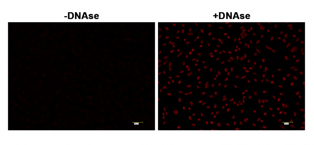 Cell Meter™固定细胞和组织TUNEL细胞凋亡测定试剂盒*深红色荧光*    货号22855