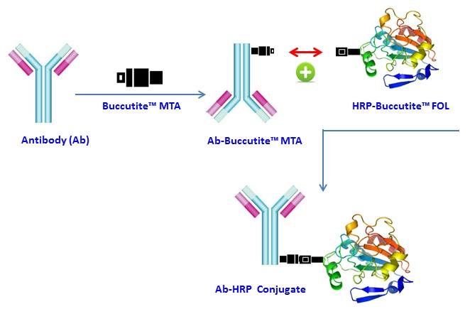 Buccutite 过氧化物酶（HRP）抗体偶联试剂盒 适合标记1mg蛋白    货号5506