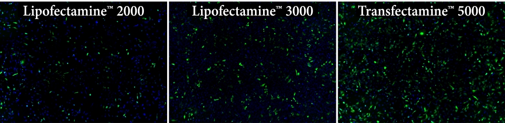 Transfectamine 5000转染试剂    货号60021