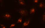 Cell Navigator 溶酶体标记试剂盒  橙色荧光     货号22657