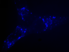 Cell Navigator 溶酶体标记试剂盒    蓝色荧光    货号22655