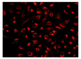 Cell Navigator 溶酶体标记试剂盒 近红外荧光    货号22652