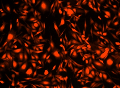 Cell Explorer 固定化细胞示踪试剂盒 红色荧光     货号22625