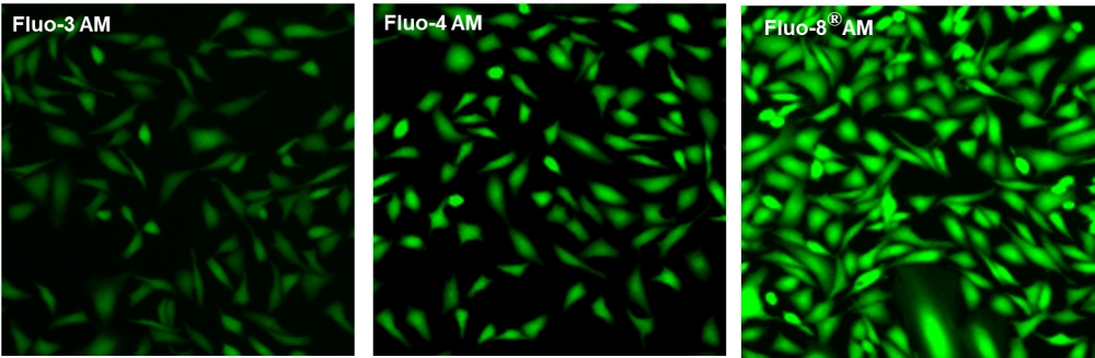 钙离子荧光探针Fluo-8FF, AM     货号21105