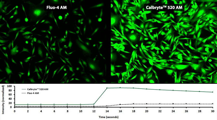 新型钙离子荧光探针Calbryte 520, AM *细胞渗透性*    货号20650