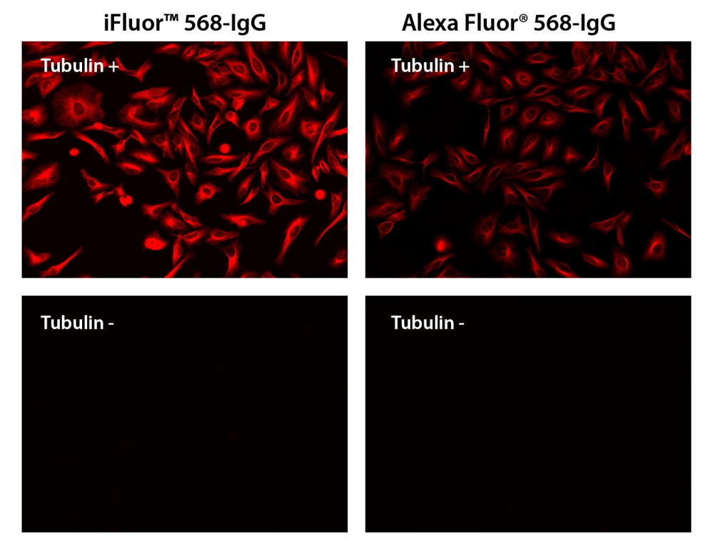 iFluor 568羊抗鼠免疫球蛋白(H+L)    货号16470