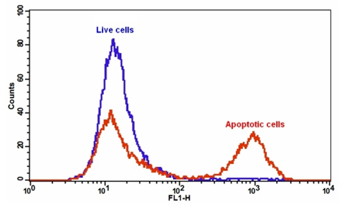 Cell Meter Annexin V凋亡检测试剂盒 绿色荧光 适合流式细胞检测     货号22824