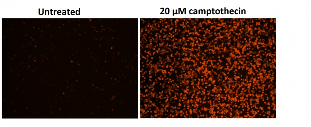 Cell Meter 磷脂酰丝氨酸凋亡检测试剂盒 橙色荧光,适合酶标仪检测     货号22794