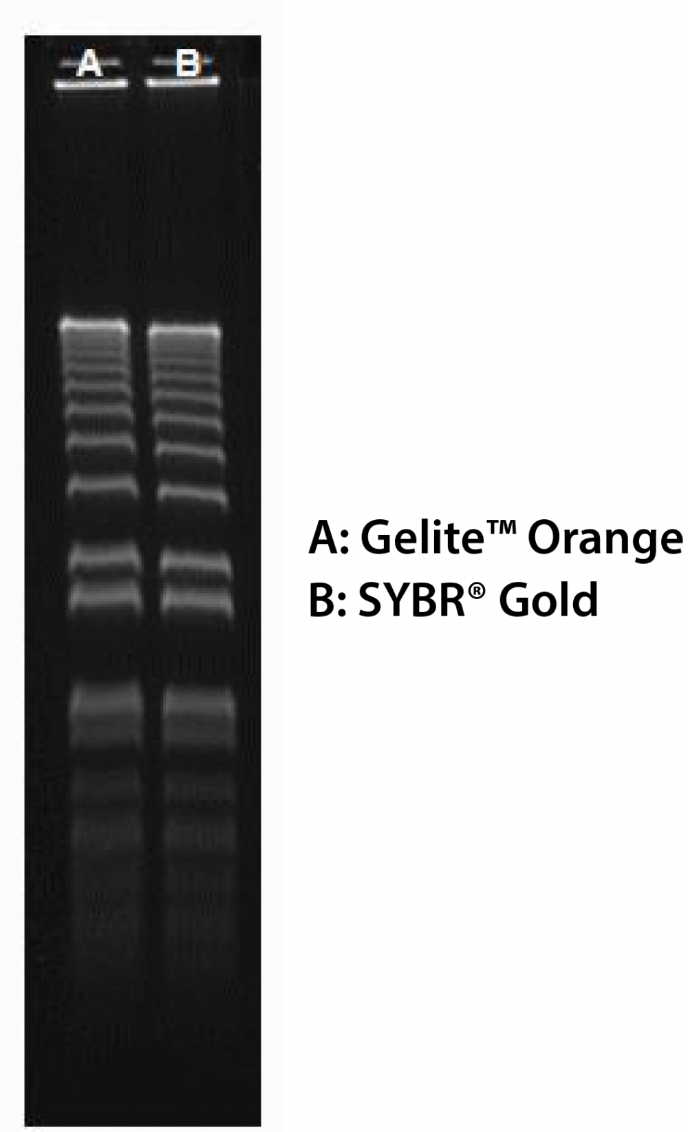 Gelite 橙色核酸凝胶染色试剂盒     货号17594