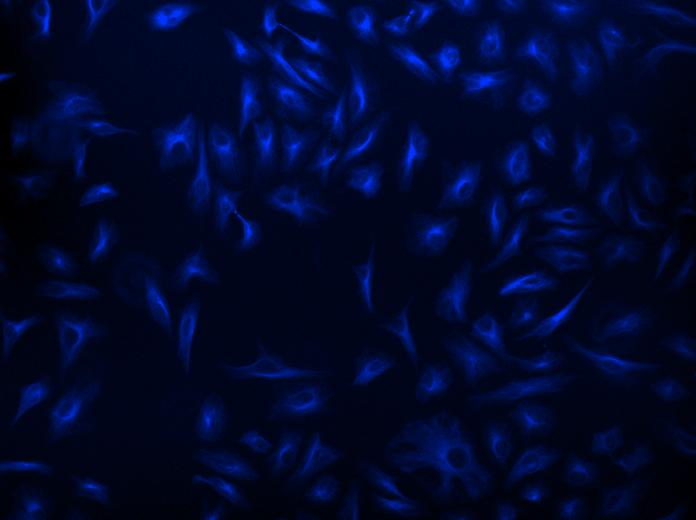 链霉亲和素偶联物 iFluor 405-标记    货号16952