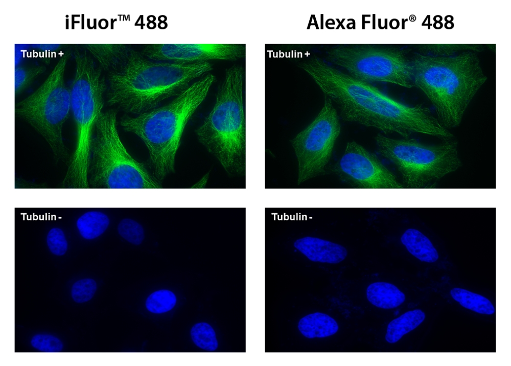iFluor 488羊抗鼠免疫球蛋白(H+L)*交叉亲和 降低干扰*    货号16528