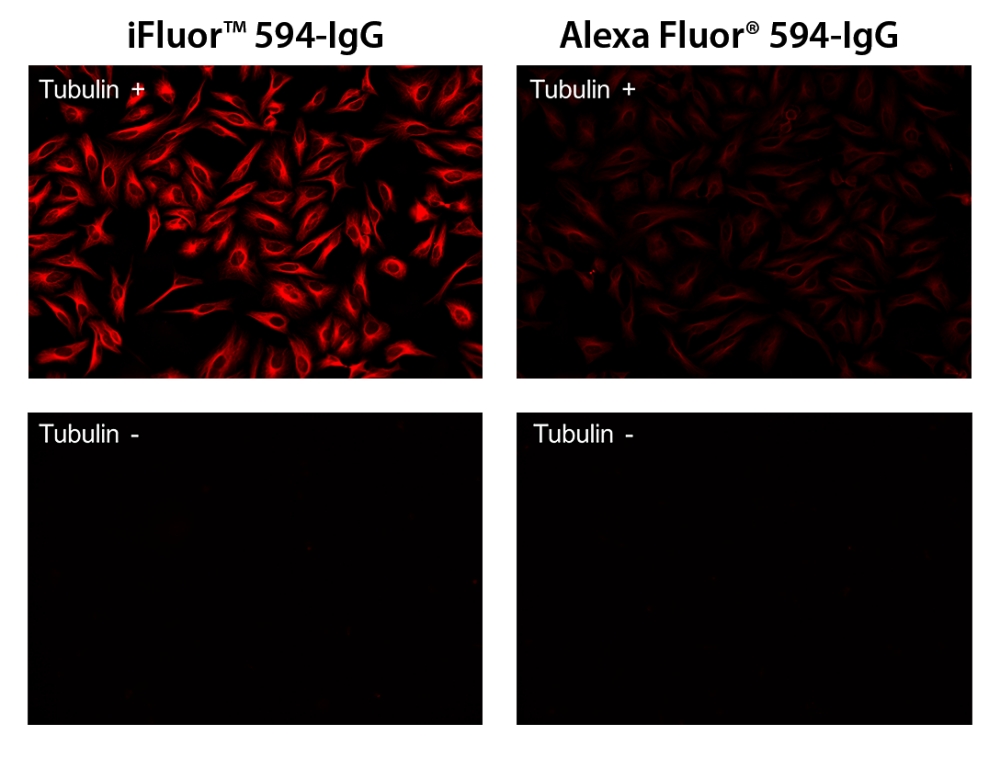 iFluor 594羊抗鼠免疫球蛋白(H+L)    货号16468