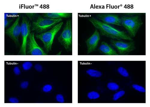 iFluor 488羊抗鼠免疫球蛋白(H+L)    货号16448