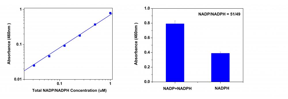 Amplite NADP/NADPH比率检测试剂盒(比色法)    货号15274