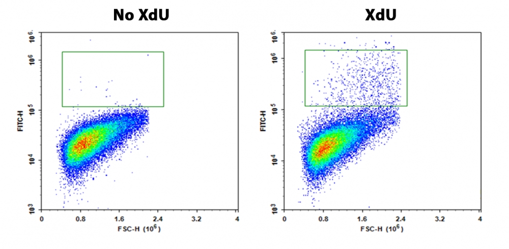 Bucculite XdU细胞增殖检测试剂盒*蓝色激光兼容**流式细胞术*    货号22323