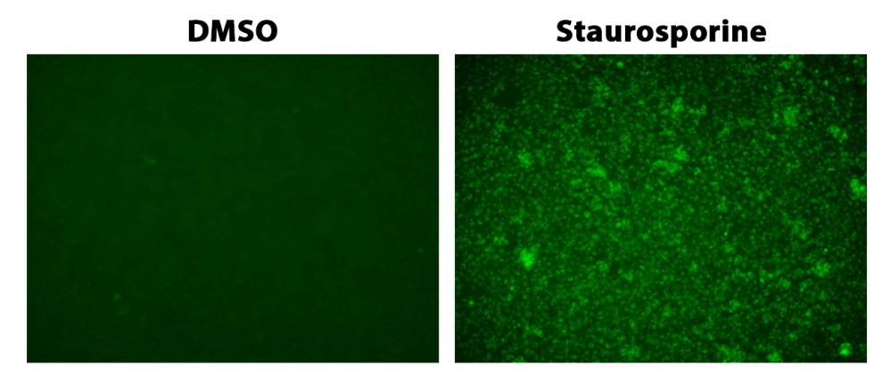 Cell Meter 活细胞胱天蛋白酶3/7成像试剂盒*绿色荧光*    货号20130
