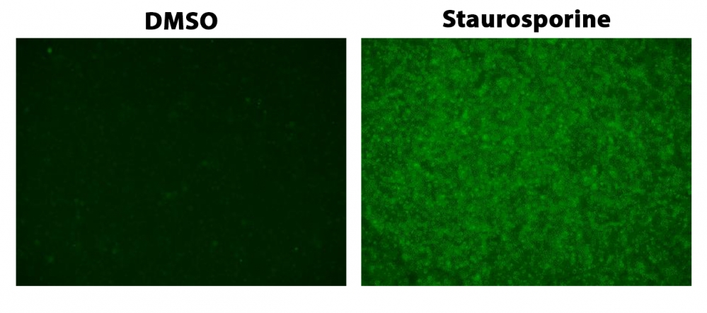 Cell Meter 活细胞胱天蛋白酶3/7成像试剂盒*绿色荧光*    货号20130