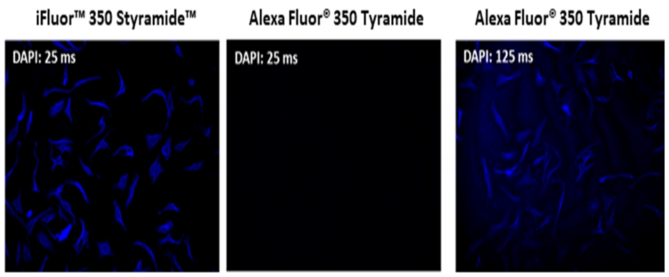 iFluor 594 Styramide超级信号放大成像试剂盒，含有山羊抗兔IgG    货号45230
