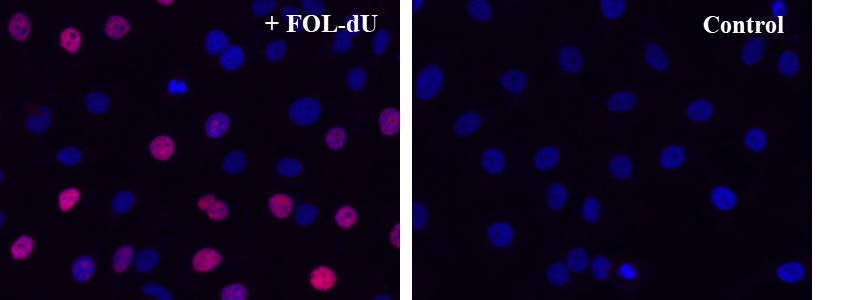 Bucculite FdU 细胞增殖荧光成像试剂盒*深红色荧光**无铜*    货号22320