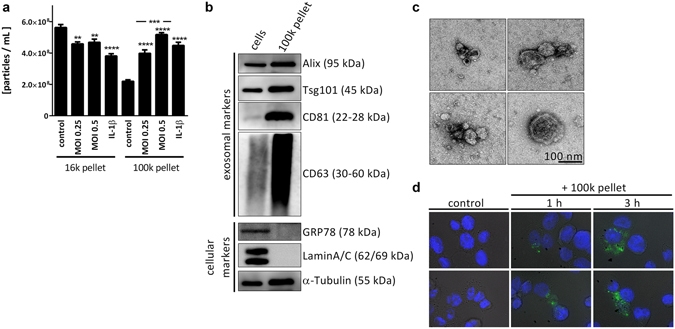 DAPI（4',6-二脒基-2-苯基吲哚二盐酸盐）*10mM水溶液* CAS 28718-90-3    货号17507