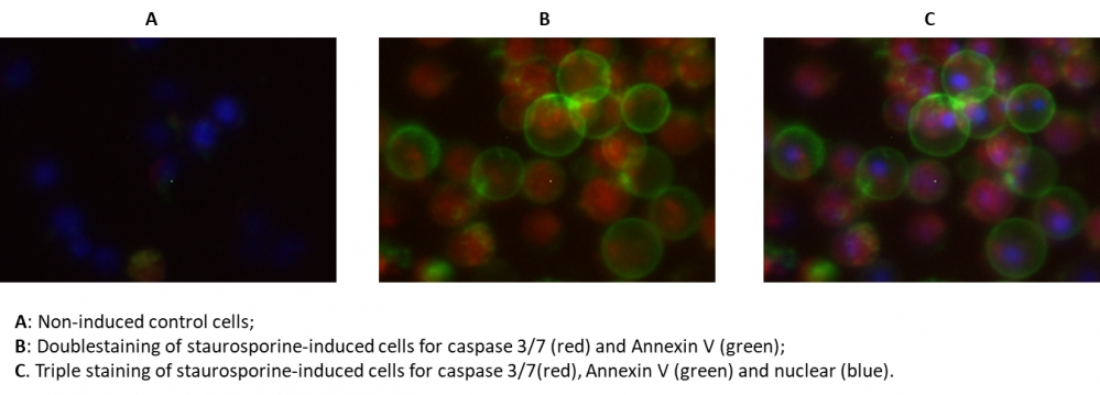 Cell Meter 活细胞Caspase 3/7和磷脂酰丝氨酸PS检测试剂盒    货号22850