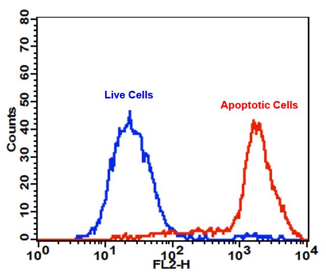 Cell Meter  PE-Annexin V细胞凋亡检测试剂盒 适合于流式细胞仪     货号22838